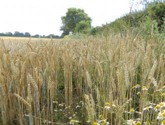 5. Tenth Road Cornfield 2