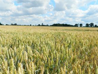 6. Tenth Road Cornfield