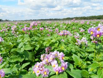 9. Tenth Road Potato Field