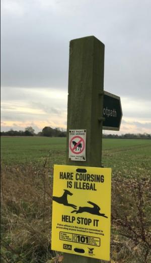 hare coursing